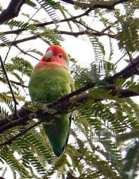 Check spelling or type a new query. Caw Caaaaawww Funny Birds Animals Beautiful Cute Animals