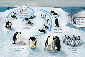The emperor penguin is the largest of all 17 species of penguins. File Penguin Lifecycle H Jpg Wikipedia