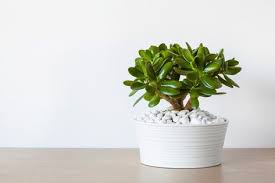Jade Plants Leaves Are Falling Off Hunker Jade Plants Air Purifying House Plants Plant Leaves