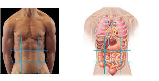 Grouping is ignored, so en every case a the quadrants are labelled with roman numerals (not arabic numerals), starting at the positive when. Abdominopelvic Quadrants And Regions Diagram Quizlet