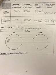 Solved Data Chart Iii Wet Mount Slide 1 Of Eukaryotic Mi