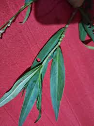 Image result for Persicaria madagascariensis