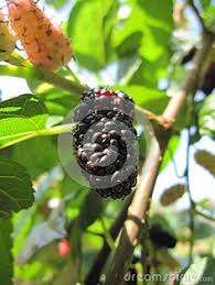 prunus blireana cherry blossom plum deciduous trees pinterest prunus deciduous trees and shrub