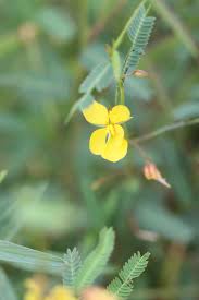 Image result for Chamaecrista mimosoides