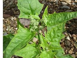 Image result for Chenopodiastrum