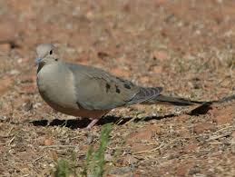 Feeds on amphibians, reptiles, small mammals and birds, large insects. Backyard Bird Identification Doves Pigeons Kingfishers