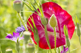 Maybe you would like to learn more about one of these? How To Make A Wildflower Meadow Friends Of The Earth