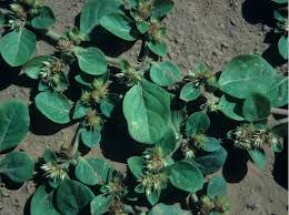 Image result for Alternanthera pungens