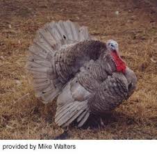 Black And White Turkey Breed The Slate Turkey Has An Unknown Place Of Origin However There Are Speculations On How It Was Developed There Are Theori Turkey Breeds Animals Animal Science