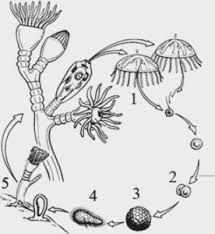 Check spelling or type a new query. Biologi Gonzaga Coelenterata