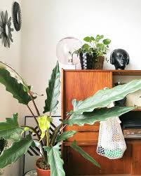 * we do our best to take images and write descriptions that properly describe the size and condition of the plants we are selling, but each plant is different and the exact number of leaves or other features may. Alocasia Lauterbachiana Plants Plant Life Perfect Place