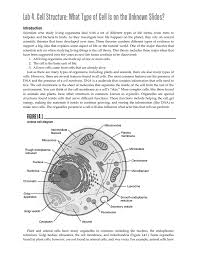 All animals, including you and i, are made of the same basic building block called the animal cell. Lab 4 Cell Structure What Type Of Cell Is On The Unknown Slides