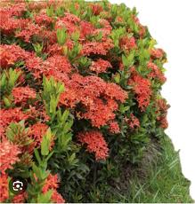 Image result for Ixora nana