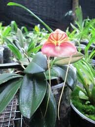 Masdevallia William