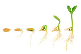 This means that the squash is just in the form of seed. Pumpkin Growing Stages The Pumpkin Lifecycle From Seed To Harvest Luv2garden Com