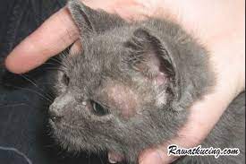 Penyakit Kucing Ringworm Kucing Hewan