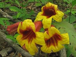 Image result for Bignonia capreolata