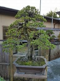 Pin Von Zachary Overson Auf Bonsai Bonsai Kleine Baume Garten