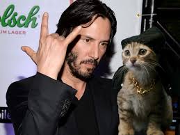 Moviesjoy is a free movies streaming site with zero ads. Keanu Exploits The Internet S Obsession With Cats