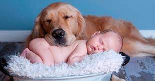 Dogs Who Love Their Human Babies Like Their Own One Green Planet