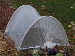 Examples of cover crops are legumes such as beans, peas, vetch, and cereals such as rye, oats, winter wheat. Blanketing The Garden For A Long Winter S Slumber Veggie Gardening Tips