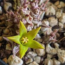 Image result for Orbea rogersii