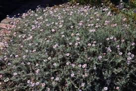 Image result for Cliffortia serpyllifolia