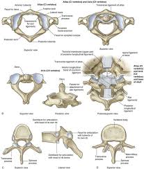 They are also called the atlas and axis vertebrae. Back Clinical Gate
