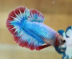 Welcome To Betta Fish Top Top Quality Betta Fish For Sale Betta Fish Fish For Sale Betta