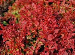 Image result for Berula thunbergii