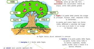 Piante(suddivisione ,citologia vegetale,anatomia vegetale,fisiologia vegetale 2 il regno delle piante. Paradiso Delle Mappe Il Regno Delle Piante