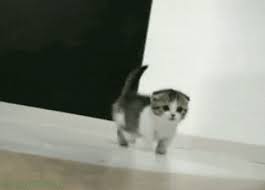 The best gifs for lucu. Munchkin Cats Proof That God Thinks About Imgurians Imgur Munchkin Kitten Kittens Cutest Munchkin Cat