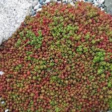 Image result for Sedum album `Coral Carpet`