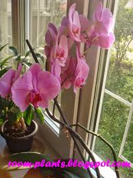 как ухаживать за гиацинтом в горшке в домашних условиях Benefits Of Orchids Orchids Plants Benefit