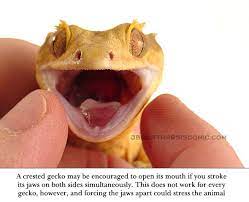 Jb S Crested Gecko Info Crested Gecko Gecko Crested Gecko Care