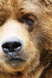 Most ios devices come with a default picture. Bear Wallpapers Group 76