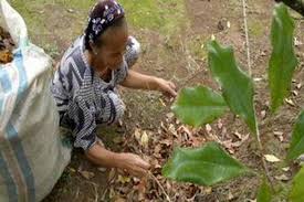 Gratis untuk komersial tidak perlu kredit bebas hak cipta. Daun Cengkeh Bisa Menghasilkan Uang