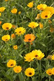 Marigold Pot Marigold Flowers Calendula Officinalis Ad Pot Marigold Flowers Officinalis Calendula Ad Marigold Flower Types Of Flowers Flowers