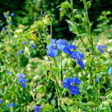 Image result for Commelina latifolia