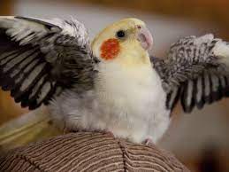 Hd wallpapers and background images I Can Has Cheezburger Cockatiels Funny Animals Online Cheezburger