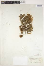 Image result for Barleria macrostegia