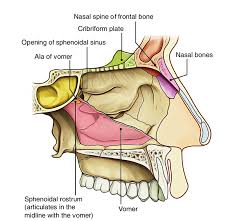 Posteriorly the cavities communicate with the nasopharynx by two apertures called choanae. Easy Notes On Nasal Cavity Learn In Just 4 Minutes Earth S Lab