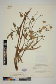 Image result for Aeschynomene pawekiae