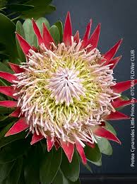 Image result for Platycoryne protearum