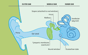 Sound vibrations come into your ear and are transmitted from the eardrum to a series of 3 small bones in the middle ear (the ossicles). Anatomy Of The Human Ear Bruel Kjaer