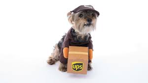 Halloween 2019 13 Cute And Affordable Costumes For Dogs