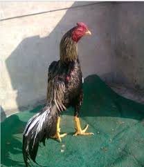 Rahasia Ayam Bangkok Jalak Super Pembunuh Jalak Bangkok
