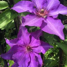 Maybe you would like to learn more about one of these? Clematis Heracleifolia China Purple Clematis China Purple Uploaded By Redbud
