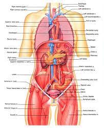 Vagina, cervix, uterus, fallopian tubes, ovaries. Intro To Anatomy 6 Tissues Membranes Organs Freethought Forum Body Organs Diagram Human Organ Diagram Human Body Diagram