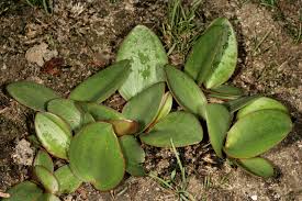 Image result for Eriospermum mackenii